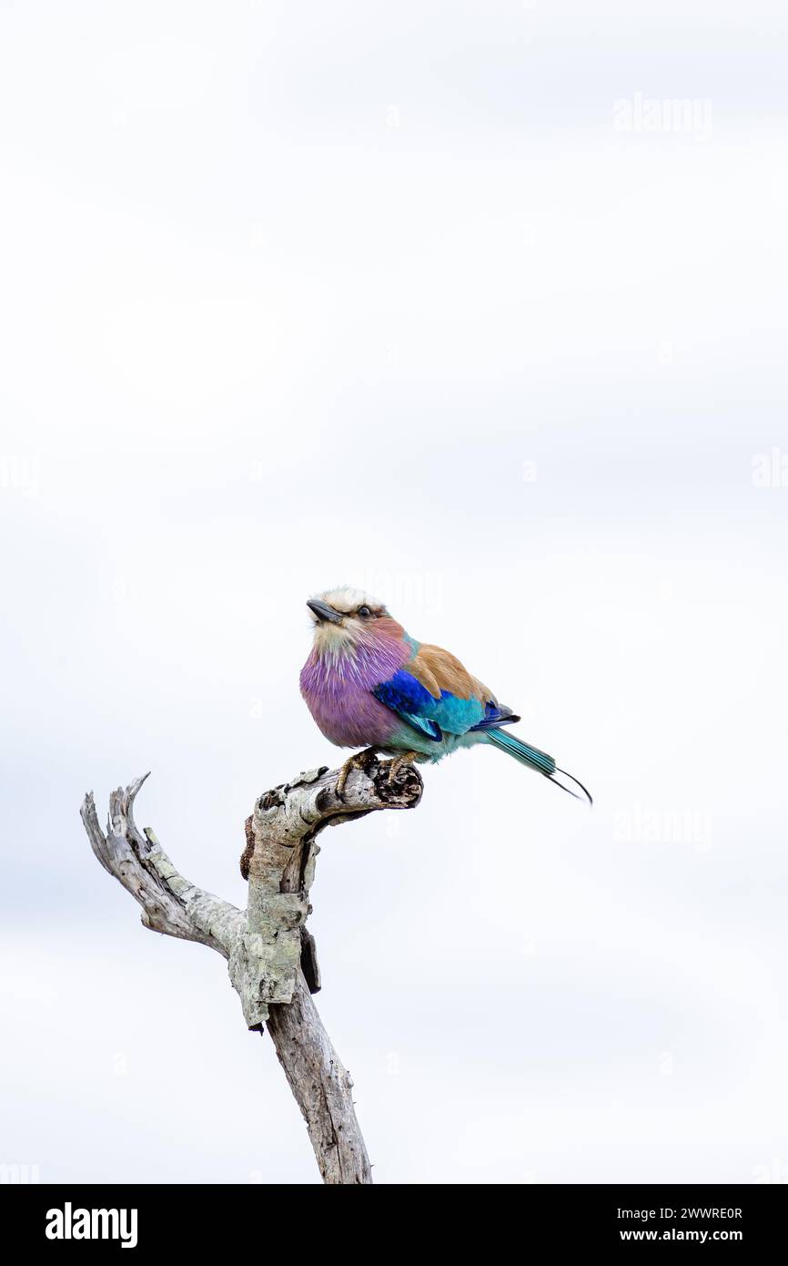 Rullo europeo colorato uccello su ramo asciutto, sfondo cielo. Sudafrica, safari nel Kruger National Park. piccolo uccello di colore blu rosa arancione. Fauna selvatica e Foto Stock
