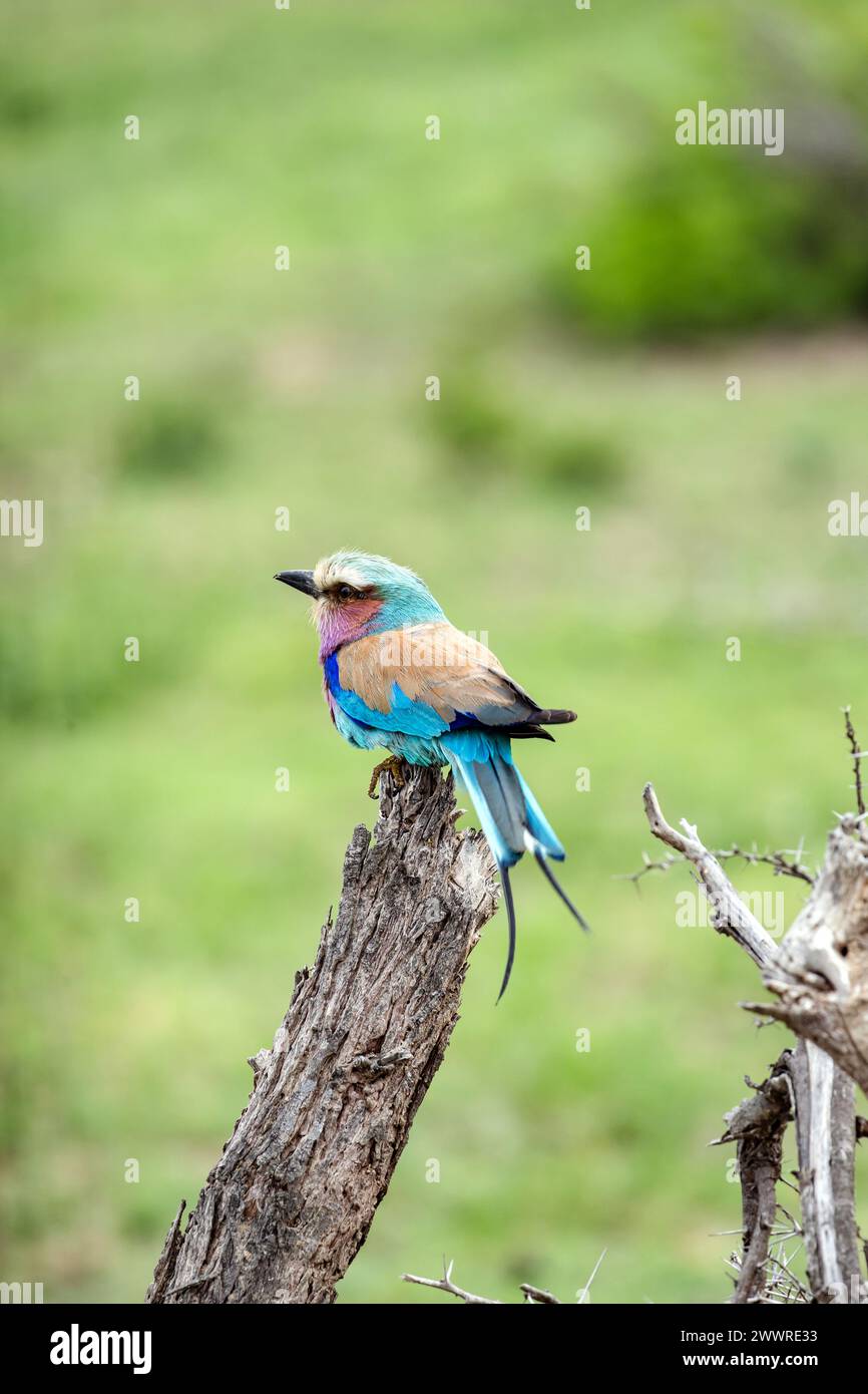 Rullo europeo colorato uccello su ramo asciutto, sfondo verde. Sudafrica, safari nel Kruger National Park. piccolo uccello di colore blu rosa arancione. Fauna selvatica Foto Stock