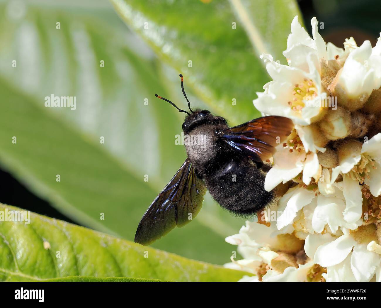 Ape da carpentiere viola, Große Holzbiene, abeille perce-bois, Xylocopa violacea, kék fadongó, Budapest, Ungheria, Magyarország, Europa Foto Stock