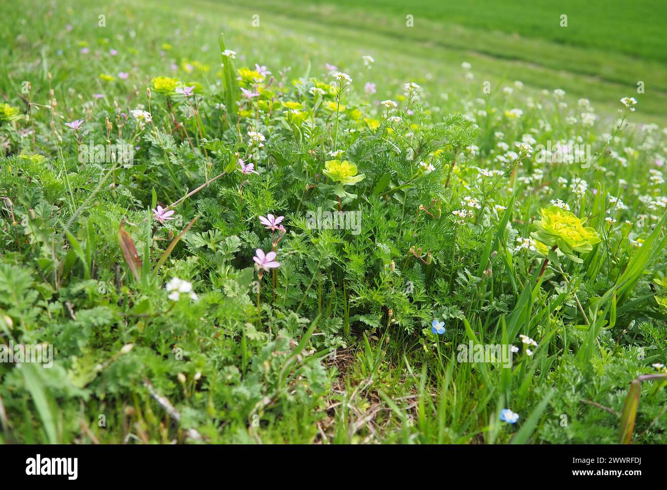 Erodium cicutarium, becco delle cicogne, filaree del redstem, becco delle cicogne rosse o Geraniaceae pinweed. Fiori della borsa del pastore. Capsella bursa pastoris Foto Stock