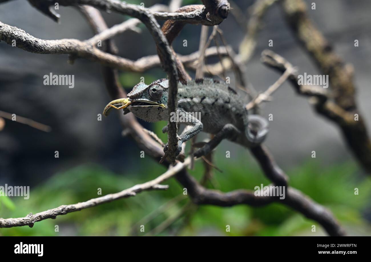 La vita segreta di rettili e anfibi è il fulcro degli sforzi di conservazione globale dello Zoo di Londra per anfibi e rettili che si aprono al pubblico venerdì 29 marzo offrendo ai visitatori la possibilità di vedere le creature più misteriose dei pianeti, tra cui una delle rane più grandi del mondo, gechi colorati con gioielli, e le tartarughe con teste così grandi che non possono inserirle nelle conchiglie ... Foto Stock