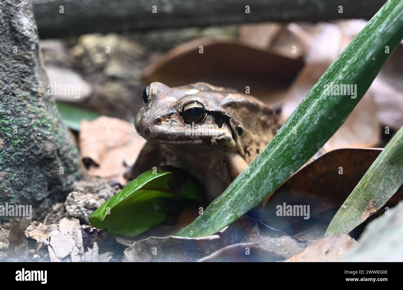 La vita segreta di rettili e anfibi è il fulcro degli sforzi di conservazione globale dello Zoo di Londra per anfibi e rettili che si aprono al pubblico venerdì 29 marzo offrendo ai visitatori la possibilità di vedere le creature più misteriose dei pianeti, tra cui una delle rane più grandi del mondo, gechi colorati con gioielli, e le tartarughe con teste così grandi che non possono inserirle nelle conchiglie ... Foto Stock