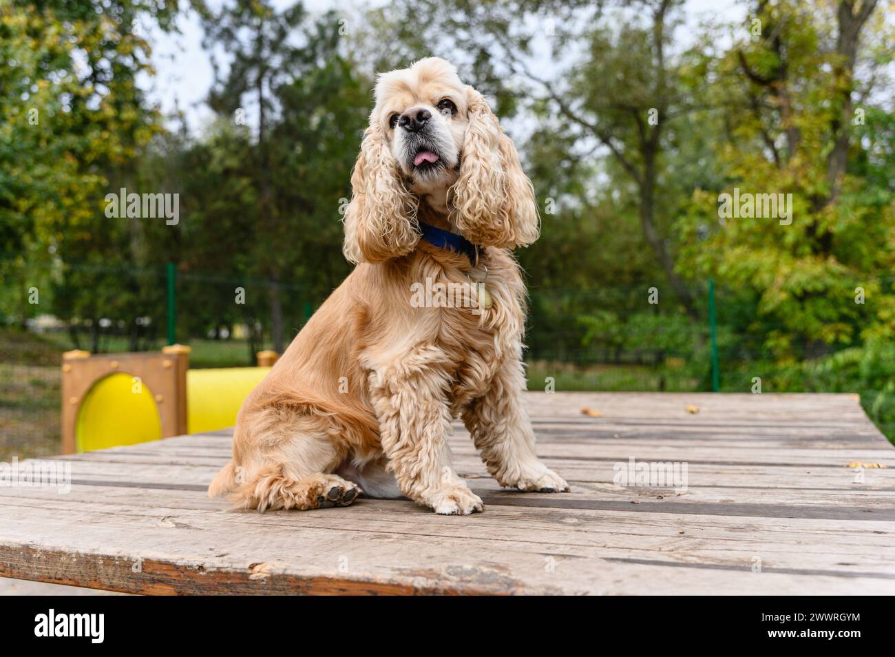 Addestramento American Cocker Spaniel in un'area appositamente attrezzata per camminare con i cani. Il cane siede su una piattaforma di legno. Foto Stock