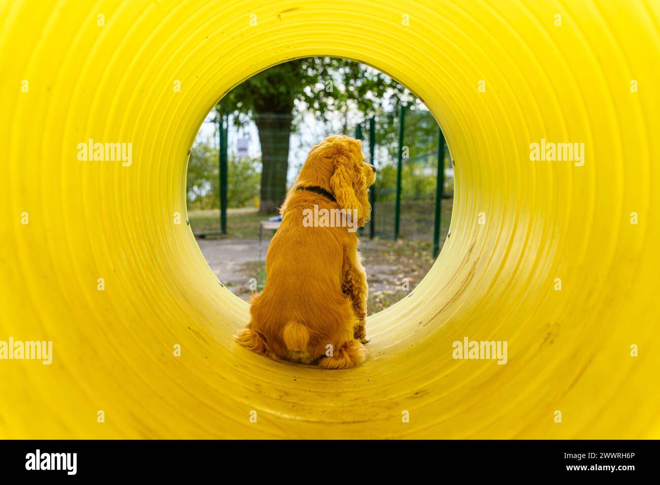 Addestramento American Cocker Spaniel in un'area appositamente attrezzata per camminare con i cani. Il cane si siede in un tubo giallo. Foto Stock