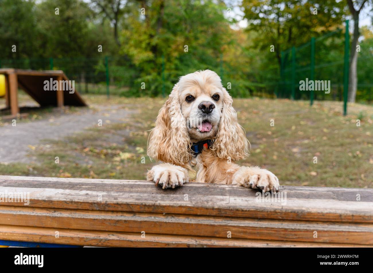 Addestramento American Cocker Spaniel in un'area appositamente attrezzata per camminare con i cani. Foto Stock