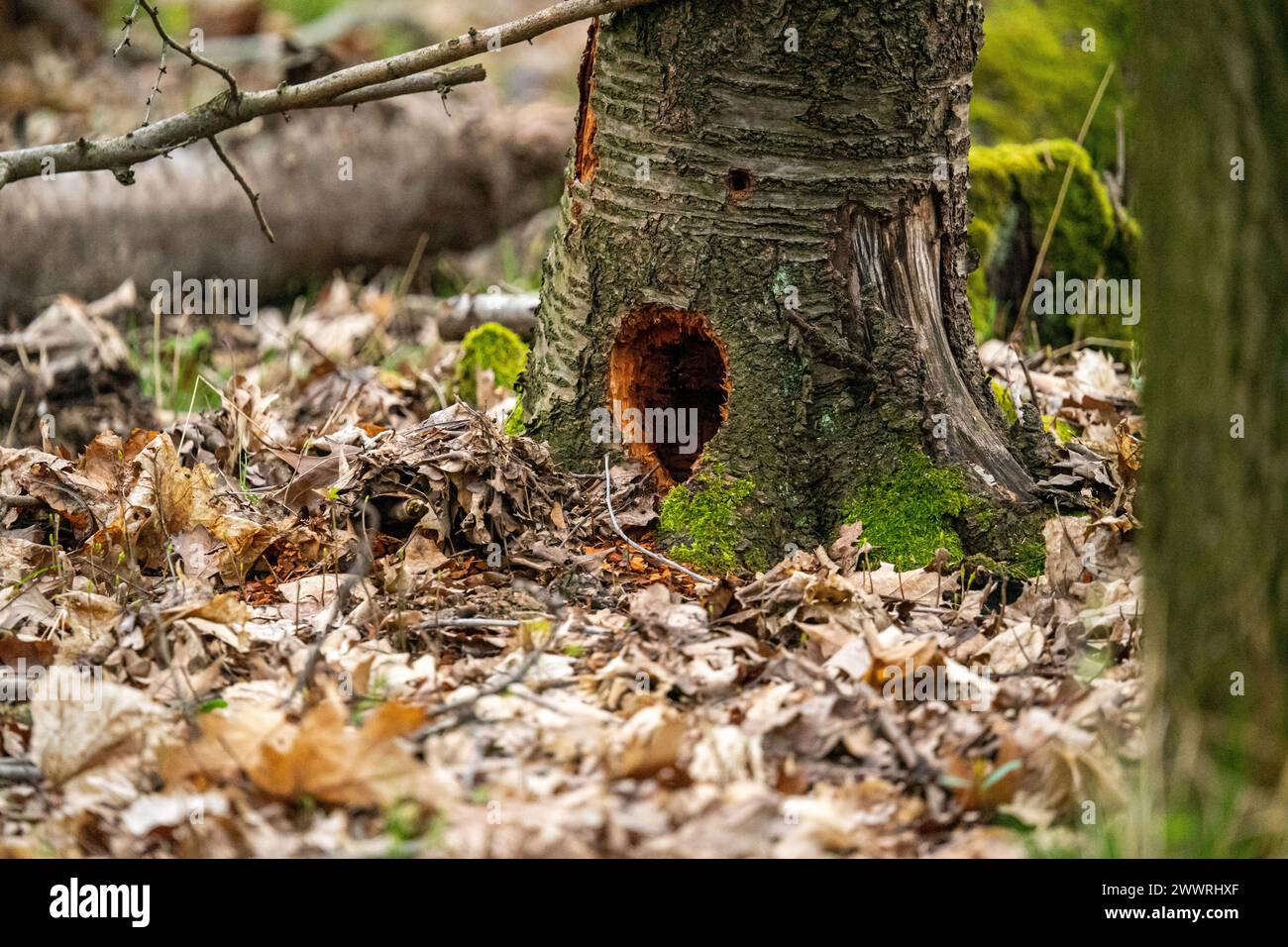 Un buco nella foresta, un tronco nella foresta, un nido Foto Stock