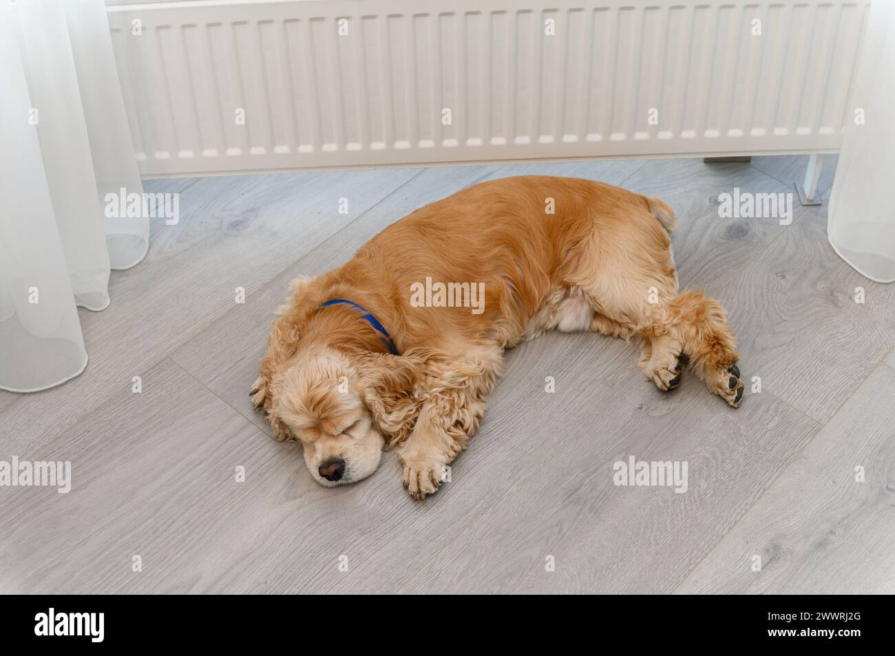 Il carino Cocker Spaniel americano dorme sul pavimento vicino alla finestra interna. Il cane si sta riscaldando dal radiatore. Vista dall'alto. Foto Stock