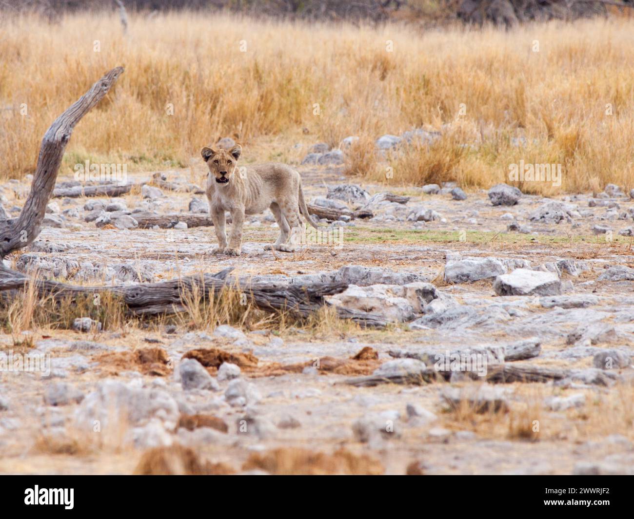 Solo giovane cucciolo di leone nel selvaggio habitat naturale, Etosha National Park, Namibia, Africa. Foto Stock