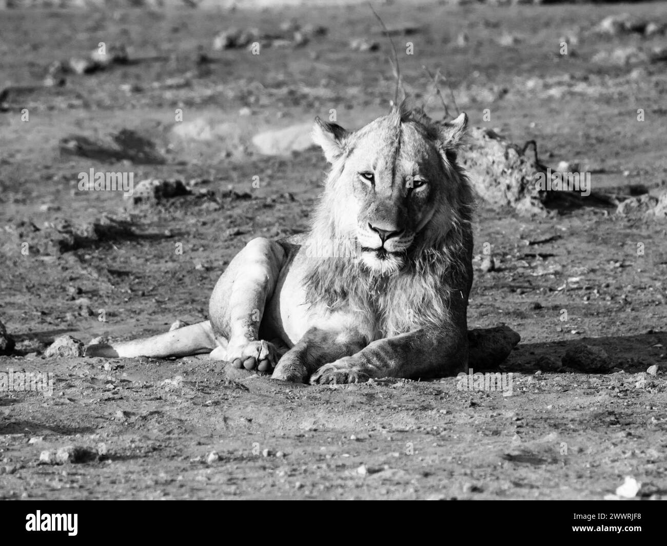 Giovane leone maschio che riposa (bianco e nero) Foto Stock