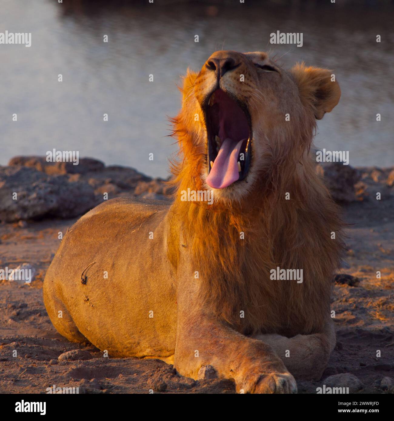 Sbadigliare il giovane leone maschio al sole della sera Foto Stock
