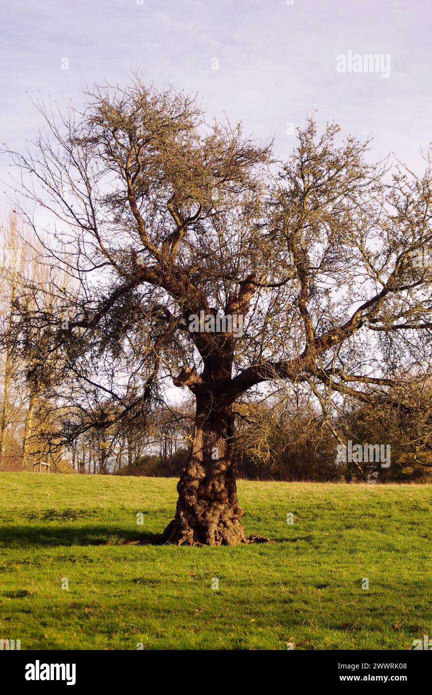 Malus sylvestris "European Crab Apple" [Croxdale Hall, County Durham, Inghilterra] Foto Stock
