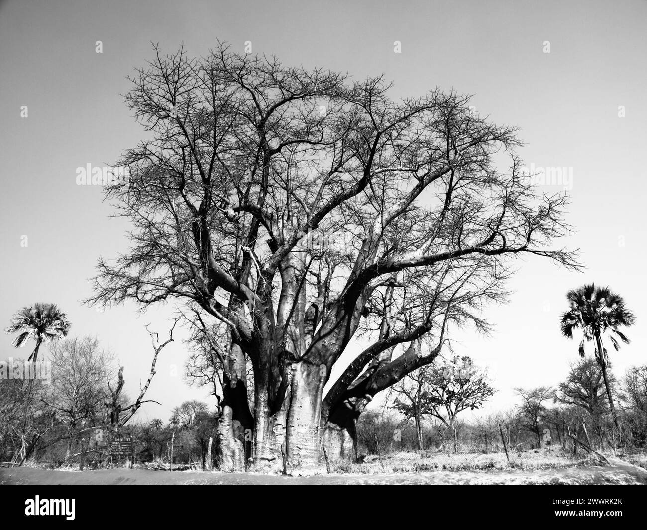 Grande albero di baobab vicino alle Cascate Vittoria nello Zimbabwe. Immagine in bianco e nero. Foto Stock