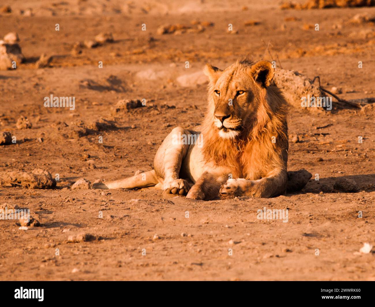 Leone maschio che riposa su un terreno polveroso, il Parco Nazionale di Etosha, Namibia Foto Stock