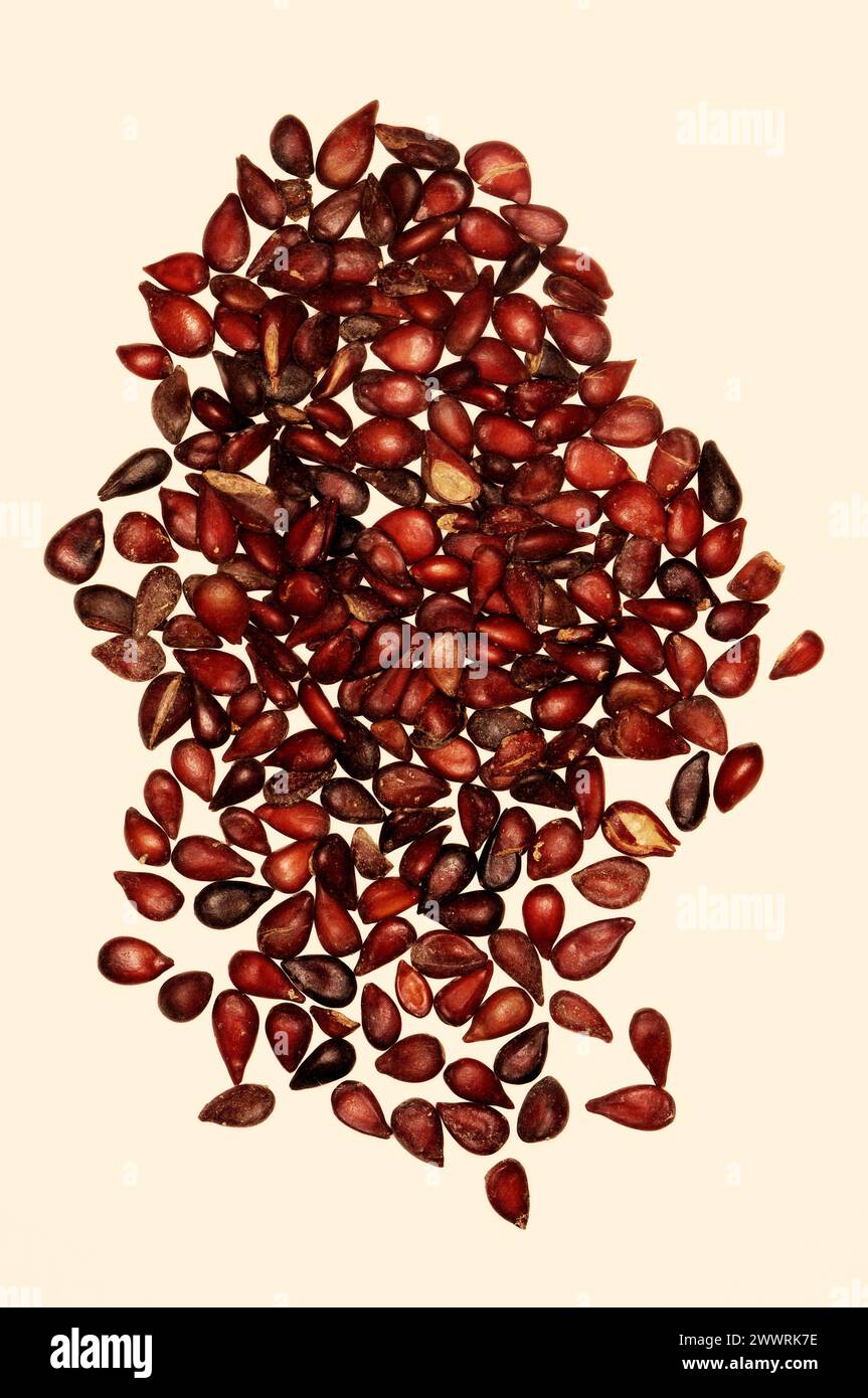 Malus sylvestris "European Crab Apple" [Croxdale Hall, County Durham, Inghilterra] Foto Stock