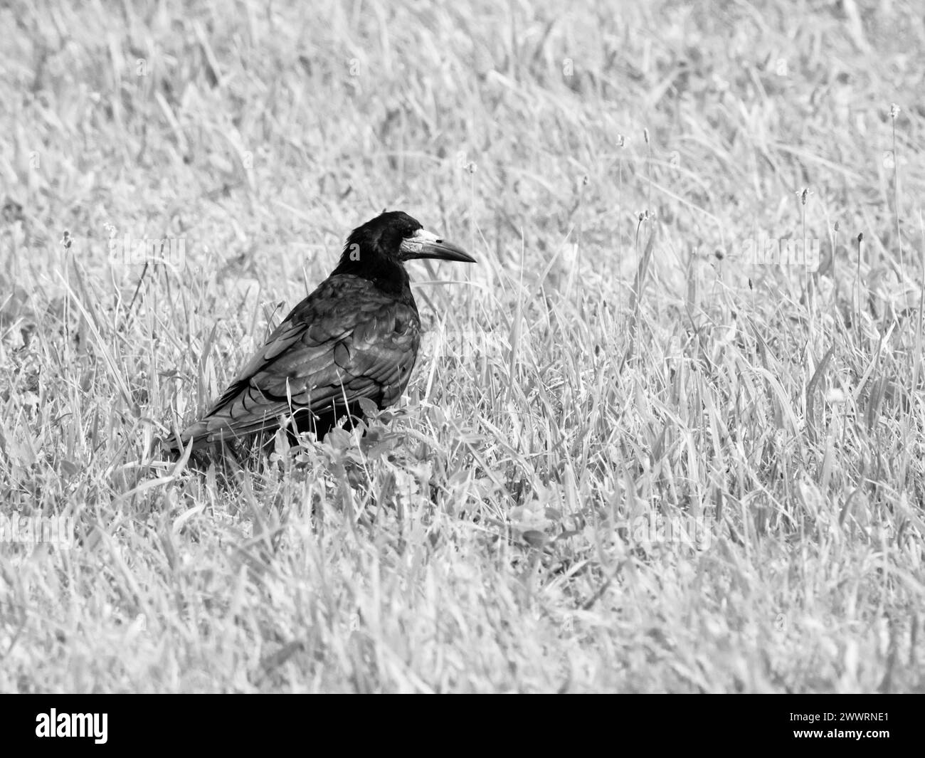 Corvo nero seduto nell'erba. Immagine in bianco e nero. Foto Stock
