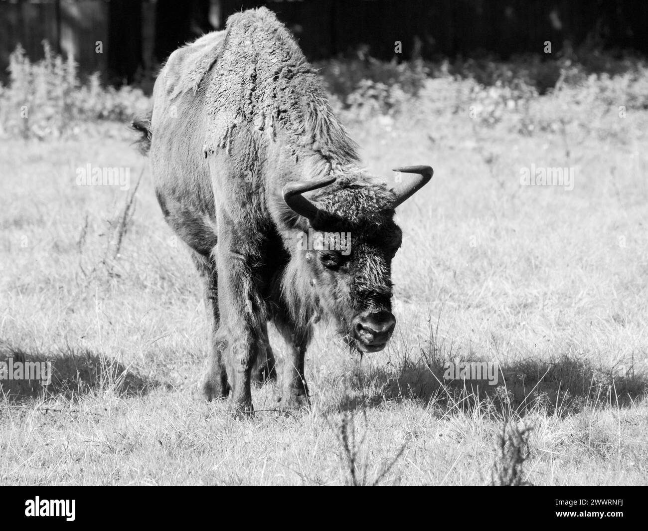 Bisonte di legno europeo in pericolo, o wisent, nella foresta primordiale di Bialowieza, in Polonia e in Bielorussia. Immagine in bianco e nero. Foto Stock
