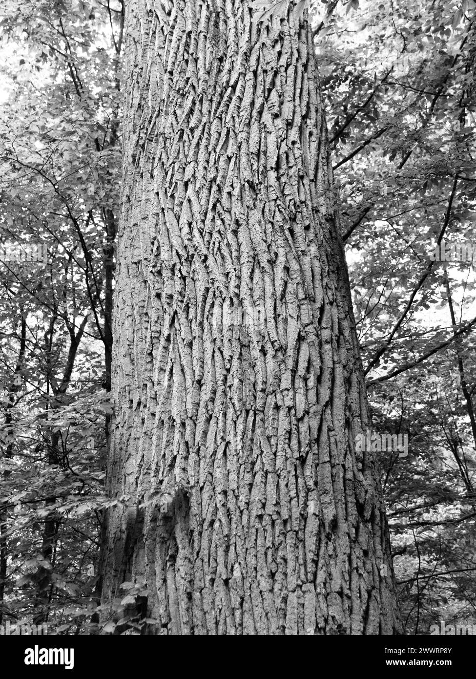 Vista dettagliata del tronco dell'albero e della corteccia dell'albero con sfondo della foresta. Immagine in bianco e nero. Foto Stock