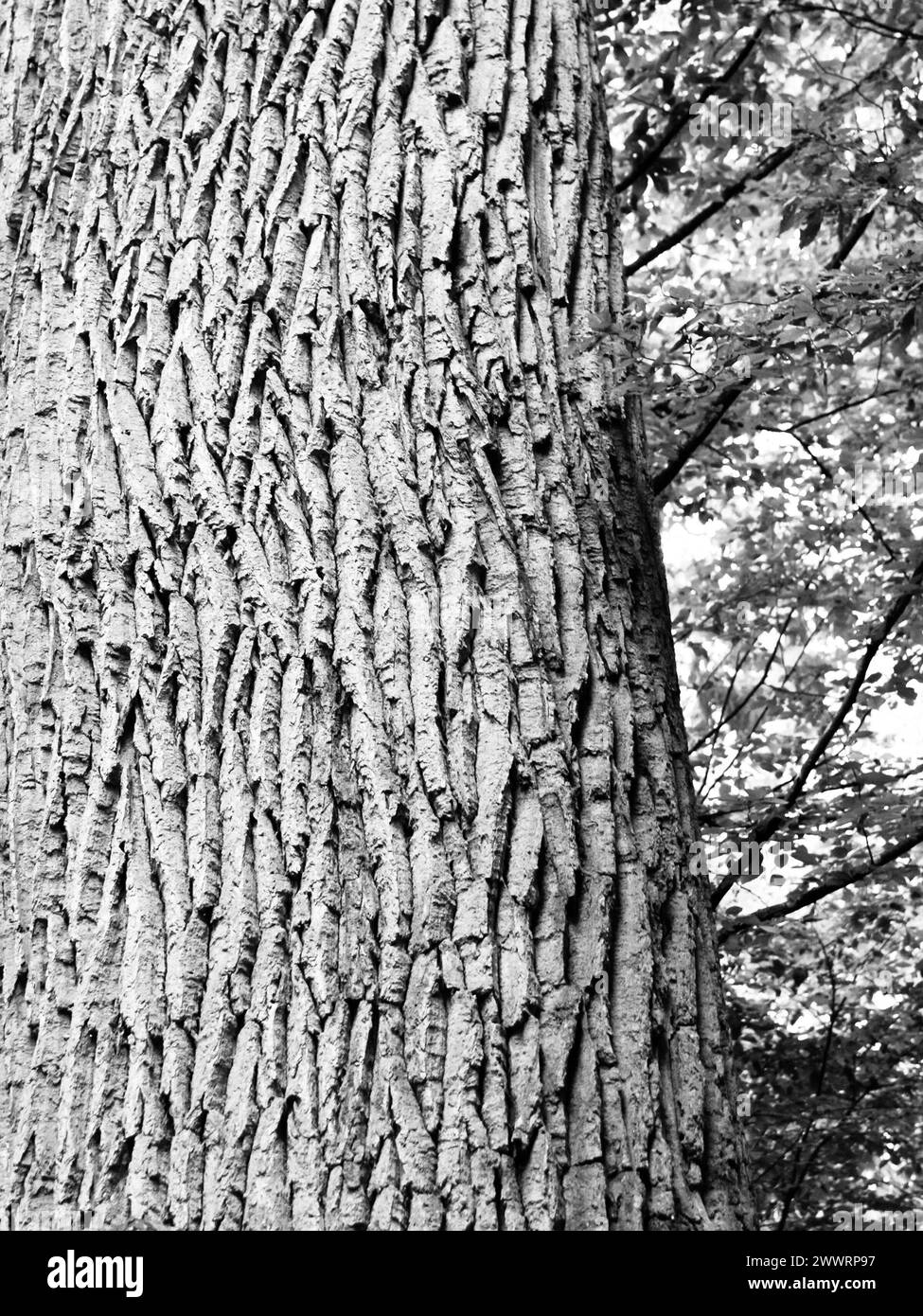 Vista dettagliata del tronco dell'albero e della corteccia dell'albero con sfondo della foresta. Immagine in bianco e nero. Foto Stock