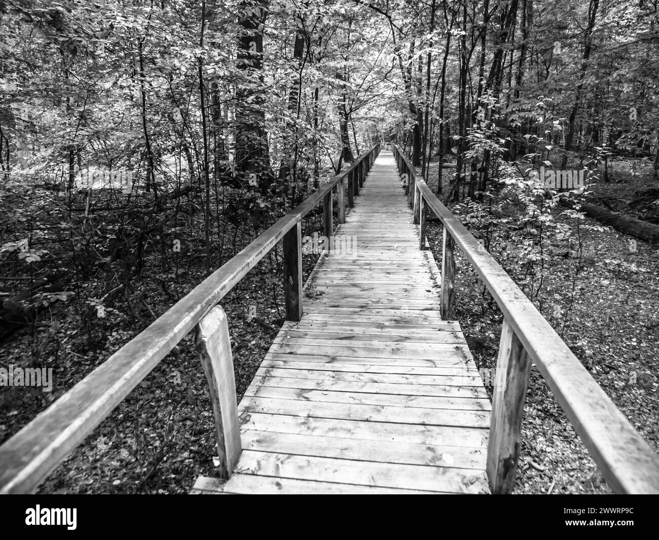 Sentiero in legno nella foresta primordiale di Bialowieza, Polonia. Immagine in bianco e nero. Foto Stock