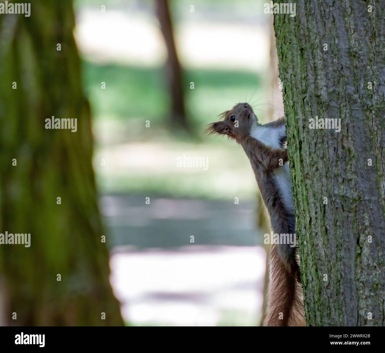 Un animale curioso che osserva un tronco d'albero in un parjk Foto Stock