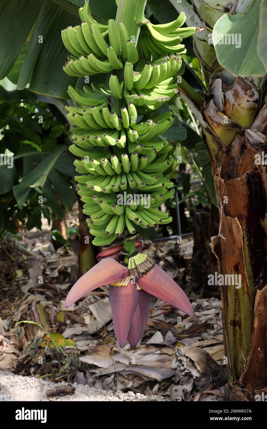 Canarian Bananas, Dwarf Cavendish Banana, Musa acuminata, Musaceae. Puerta de la Cruz, Tenerife, Isole Canarie. Foto Stock