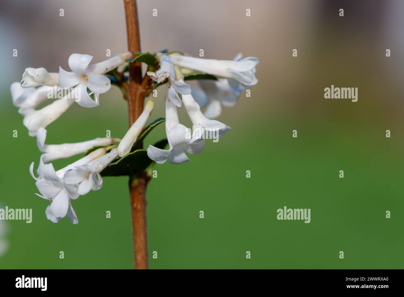 Primo piano di fiori di osmanthus delavayi in fiore Foto Stock