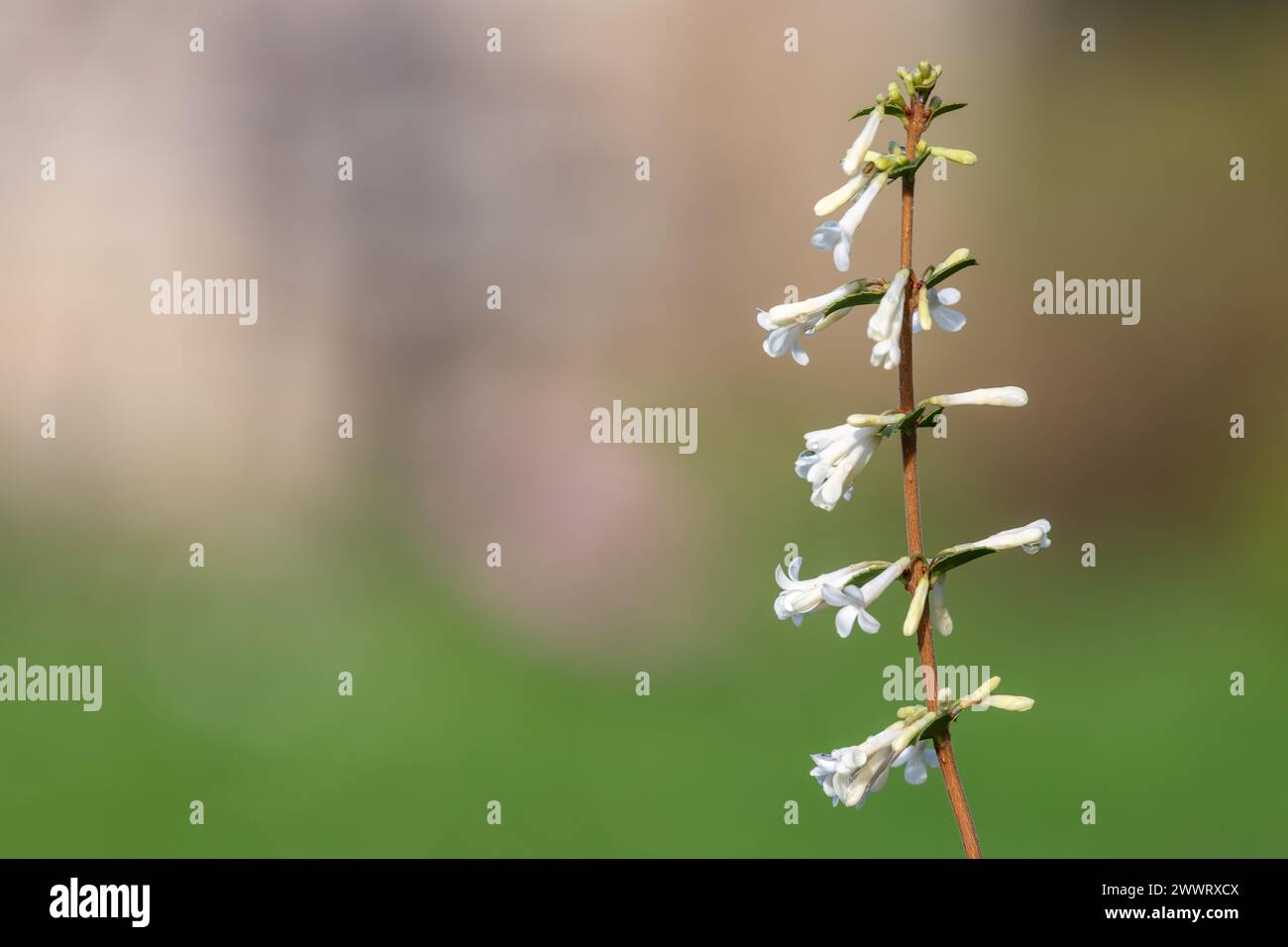 Primo piano di fiori di osmanthus delavayi in fiore Foto Stock