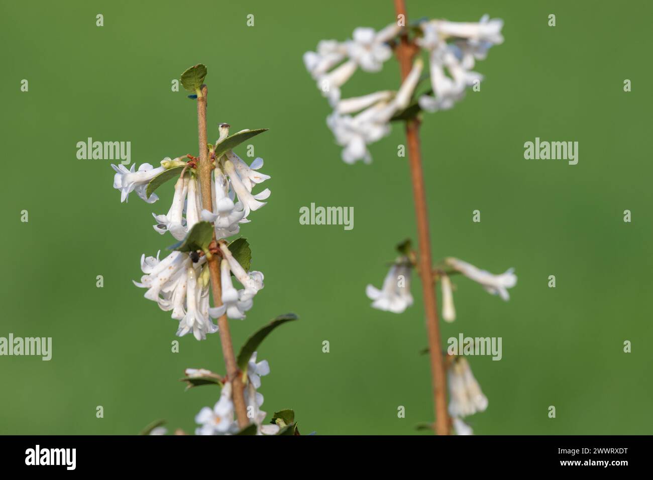 Primo piano di fiori di osmanthus delavayi in fiore Foto Stock