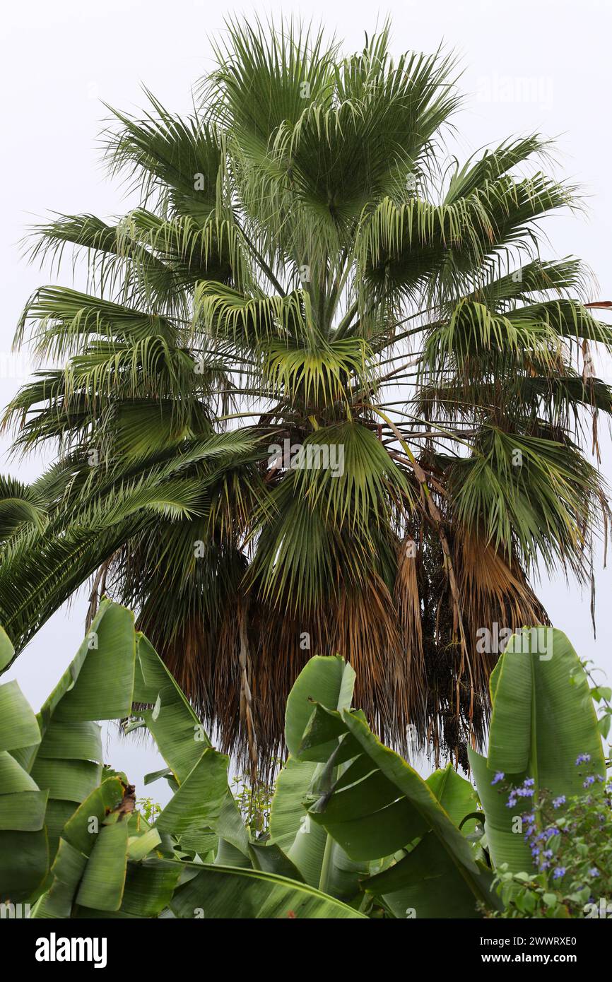 Ventola cinese Palm, Fontana cinese Palm, Serdang Palm, Livistonia chinensis Arecaceae, Palmae. Tenerife, Isole Canarie, Spagna. Foto Stock