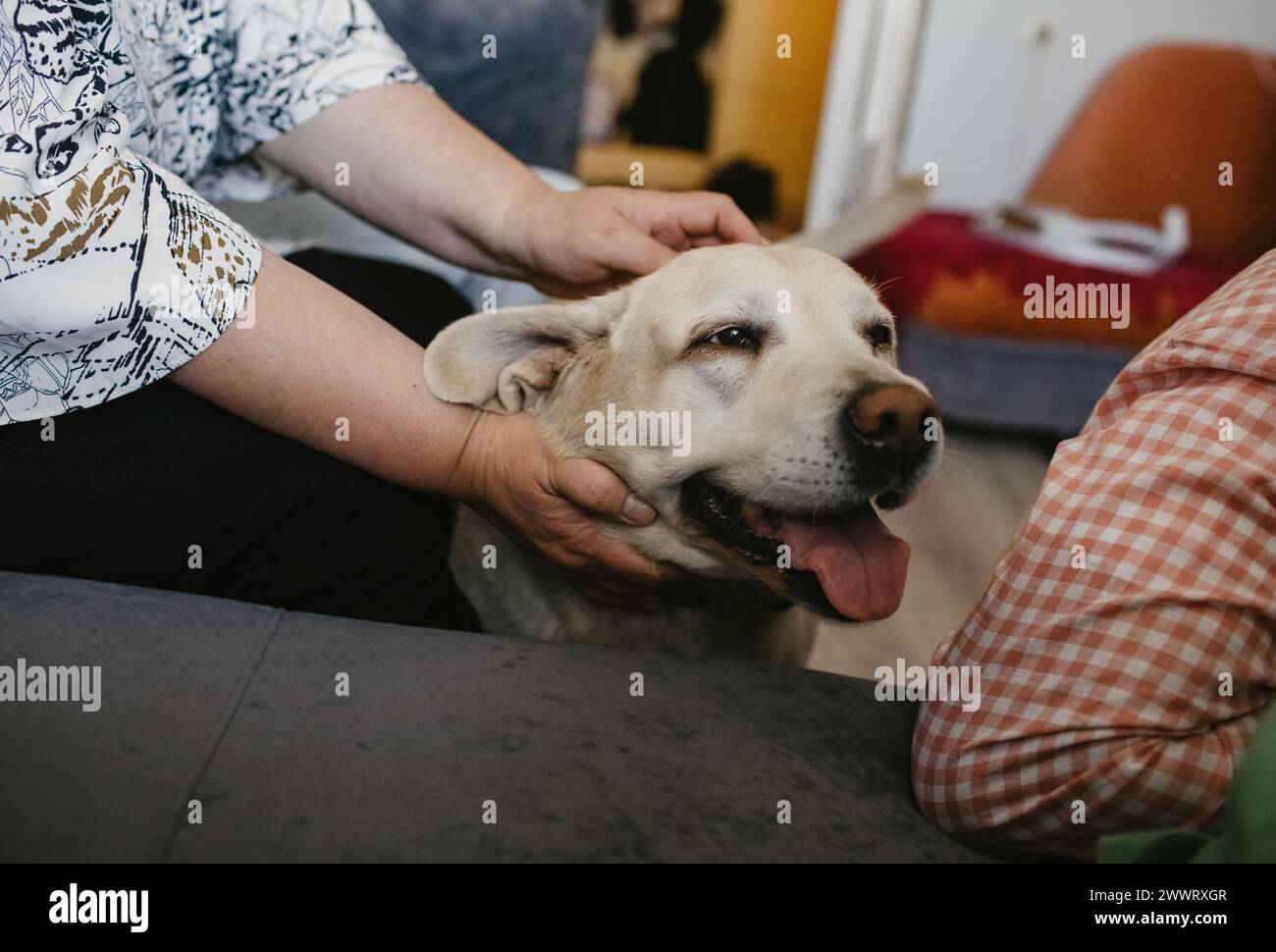 Una persona sta accarezzando delicatamente un cane che si trova sotto un altro cane, ricevendo affetto sulla sua testa. Foto Stock