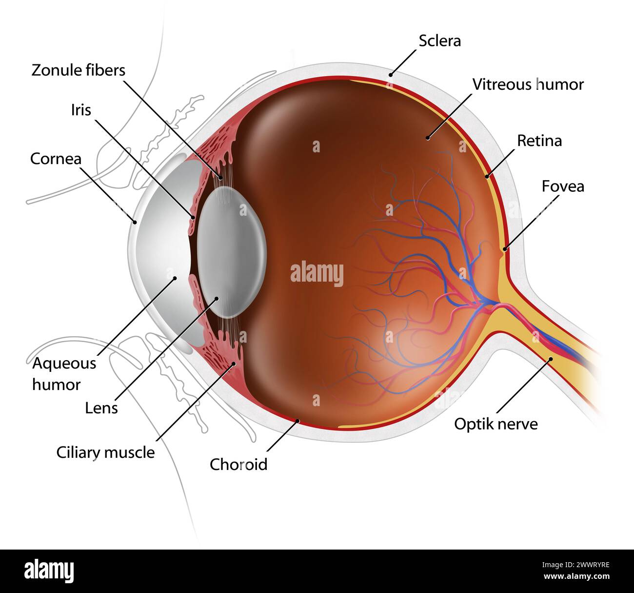 illustrazione dell'anatomia del bulbo oculare umano Foto Stock