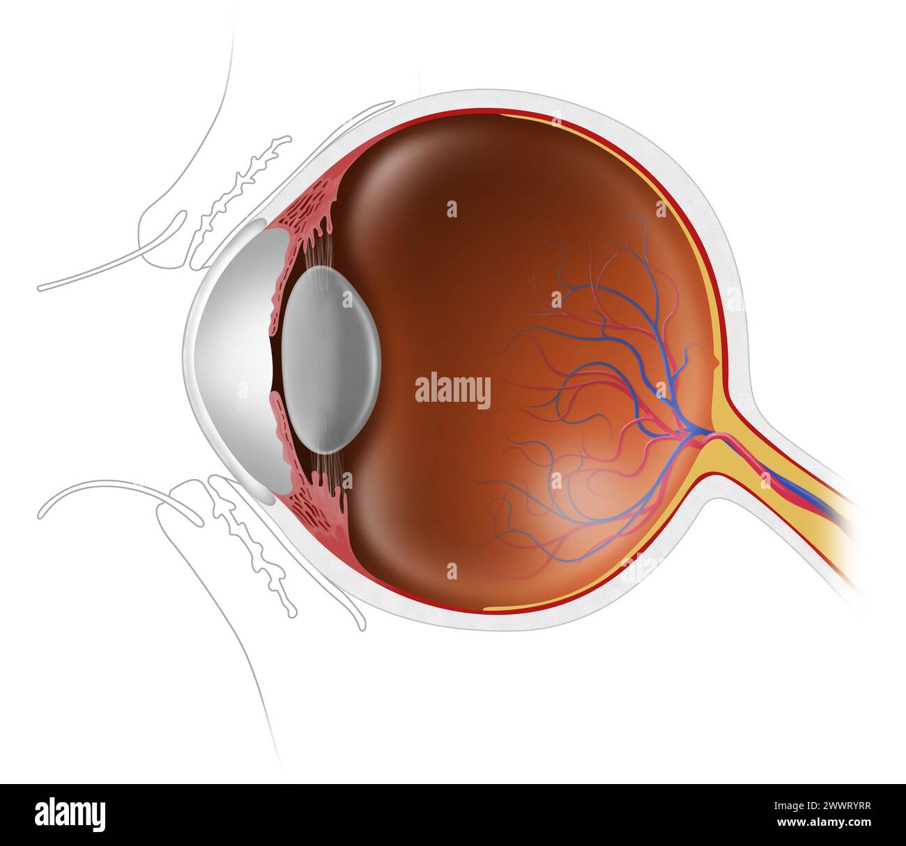 illustrazione dell'anatomia del bulbo oculare umano Foto Stock