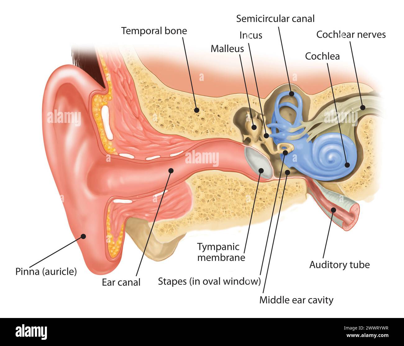 la struttura interna dell'orecchio umano Foto Stock