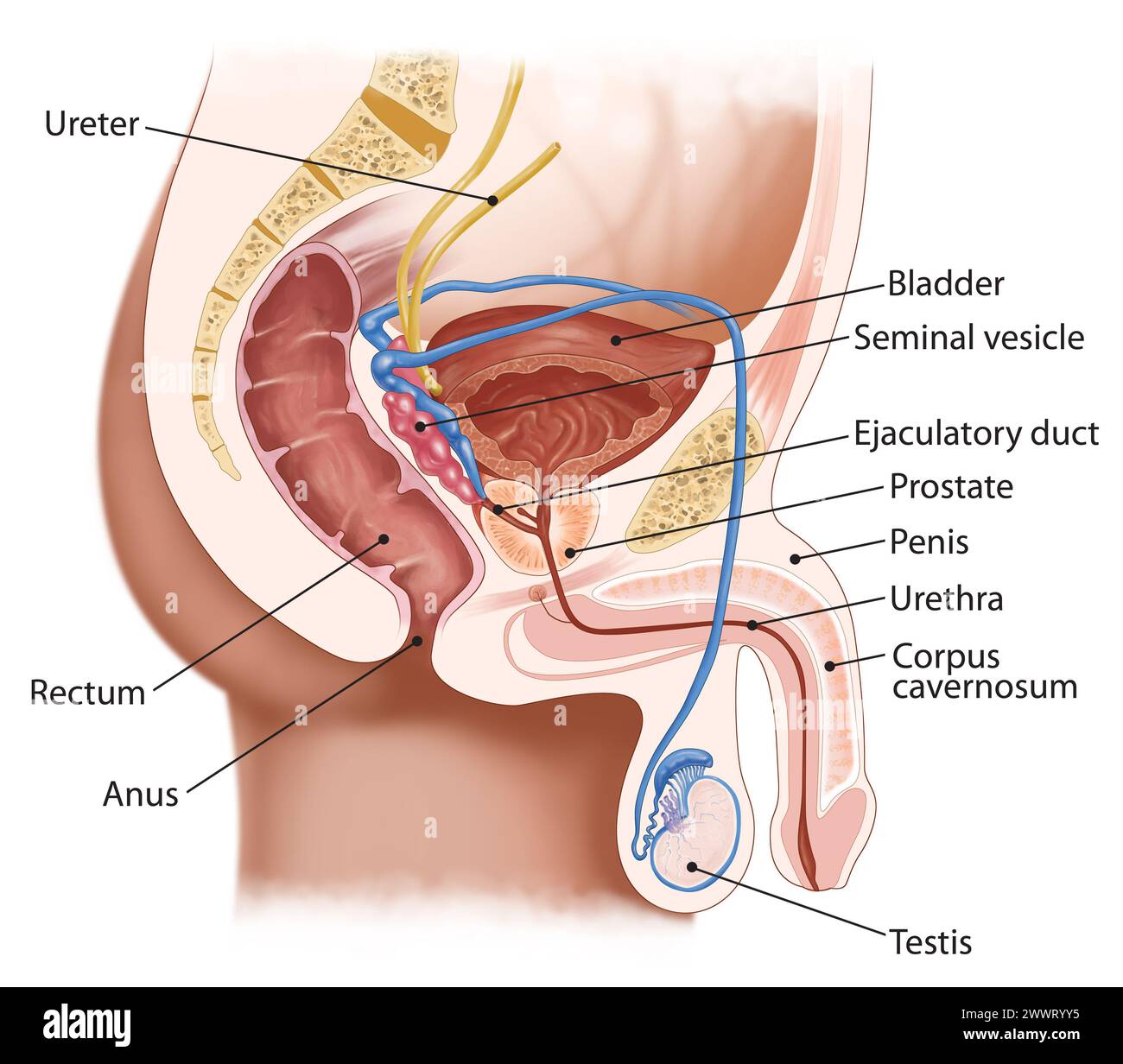illustrazione medica per la sezione trasversale del sistema riproduttivo maschile e urinario Foto Stock