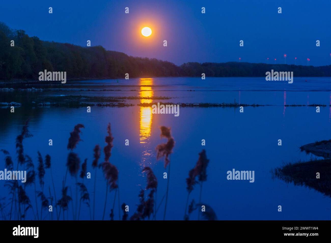 fiume Donau Danubio, luna piena che sorge vicino al parco nazionale Orth an der Donau Donau-Auen, Danubio-Donau Niederösterreich, bassa Austria Austria Foto Stock