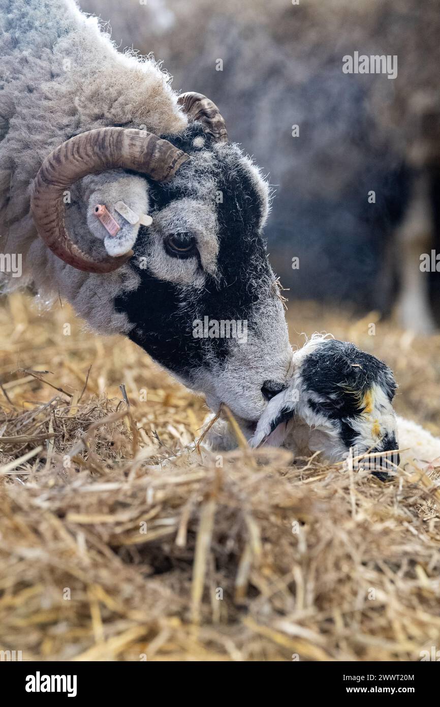 Vigna con agnelli neonati in un capannone di agnello, North Yorkshire, Regno Unito. Foto Stock