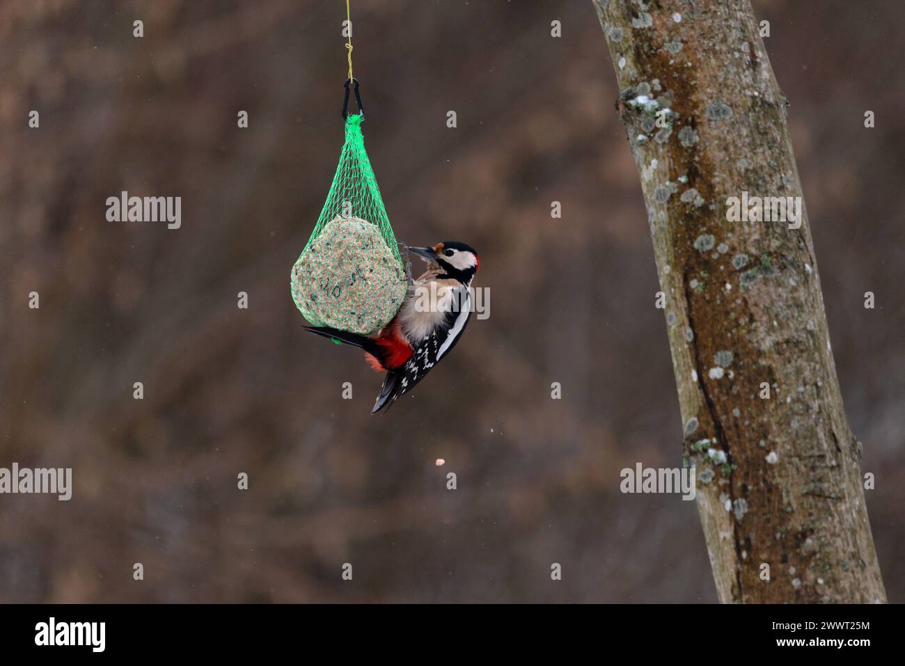 Grande alimentatore di palline per picchi macchiati (Dendrocopos Major) Foto Stock