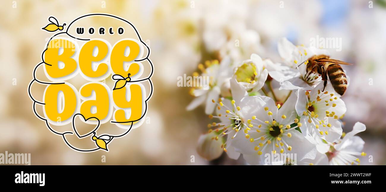 Api da miele sedute su un albero in fiore, primo piano. Banner per la giornata Mondiale delle api Foto Stock