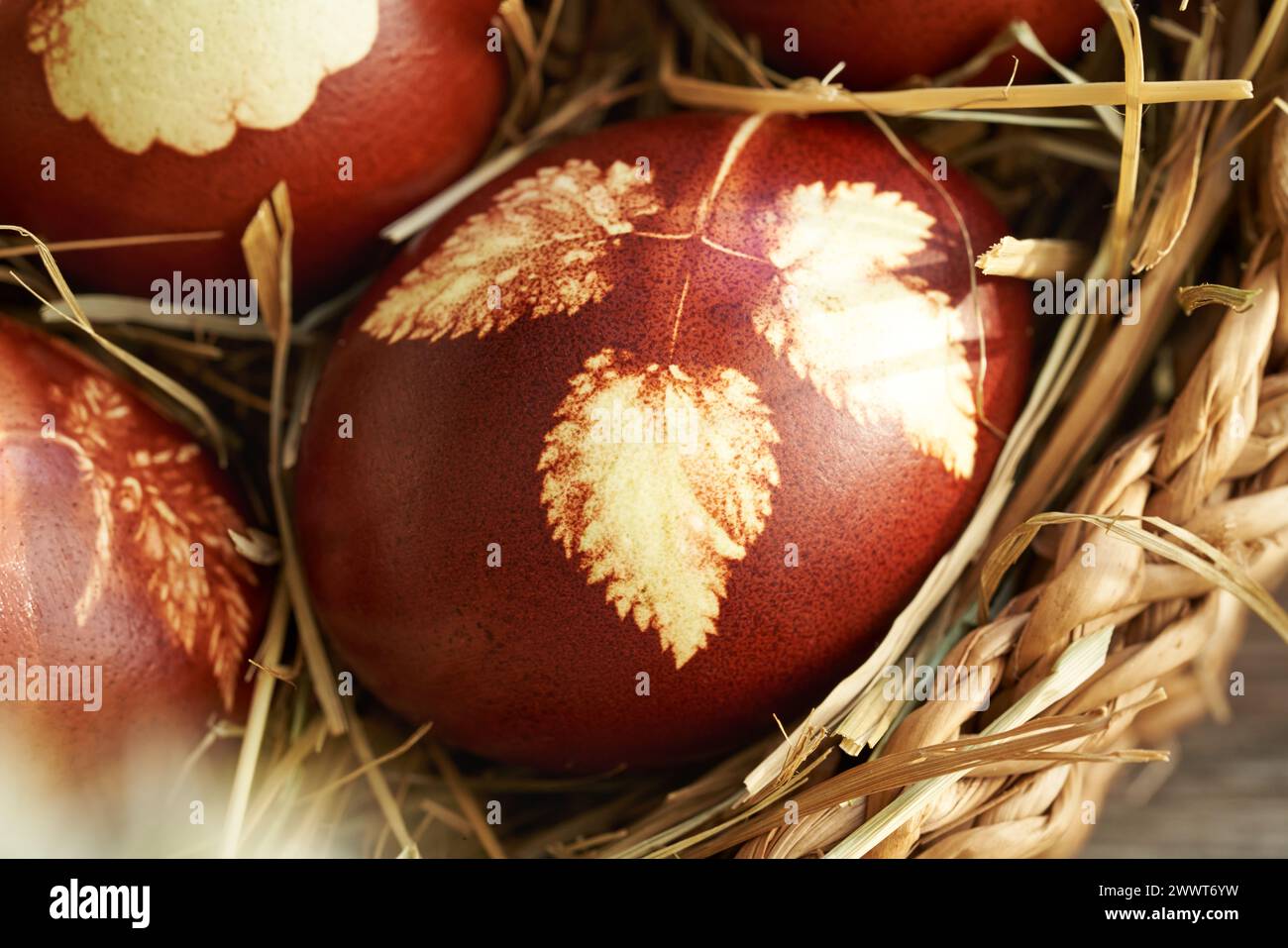 Primo piano di un uovo di Pasqua marrone tinto con bucce di cipolla con un motivo di foglie fresche in un cestello Foto Stock