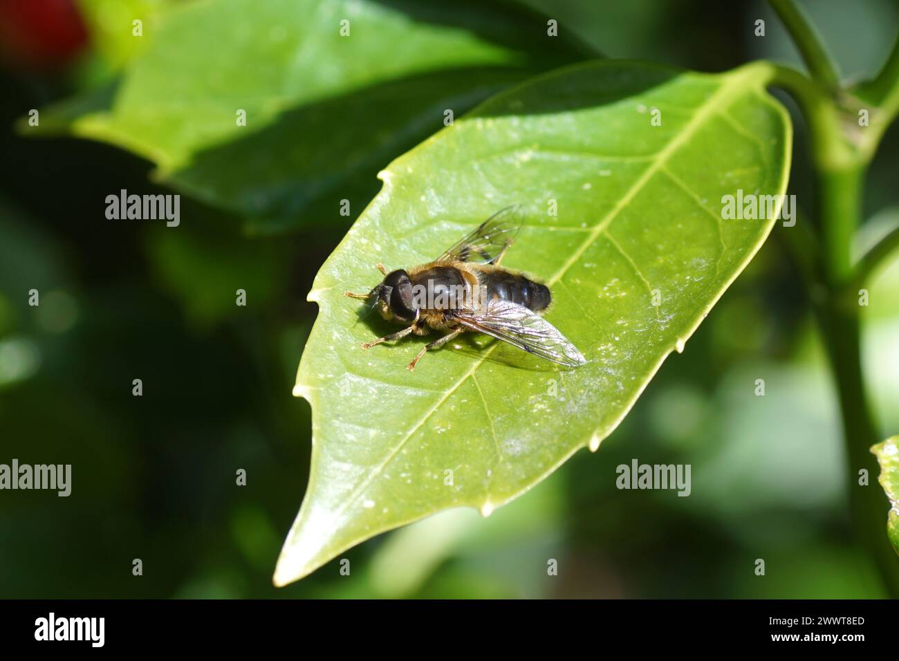 Primo piano dell'hoverfly maschio (Eristalis pertinax), famiglia Syrphidae su una foglia di alloro giapponese (Aucuba japonica) in un giardino olandese. Primavera, marzo, Olanda Foto Stock