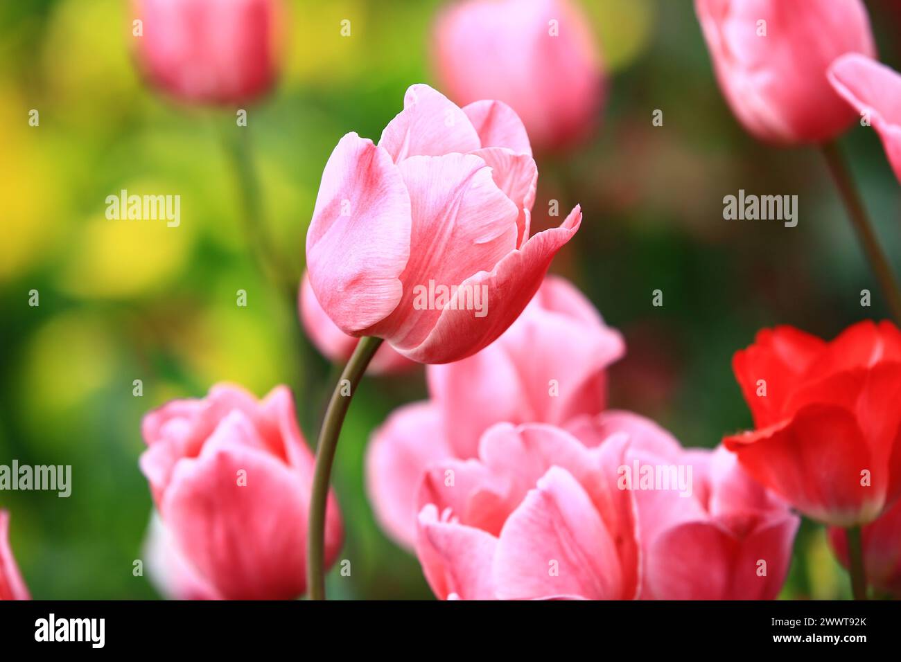 Fiori di tulipani rosa che fioriscono nel giardino con uno sfondo morbido Foto Stock