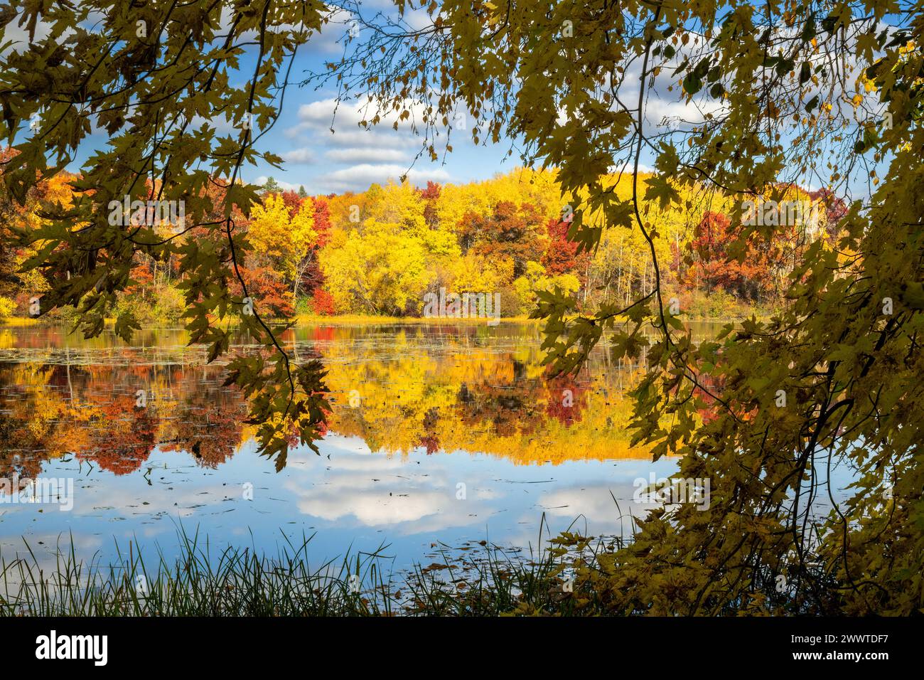 Autunno, lago Jensen. Lebanon Hills Park, Minnesota., USA, di Dominique Braud/Dembinsky Photo Assoc Foto Stock