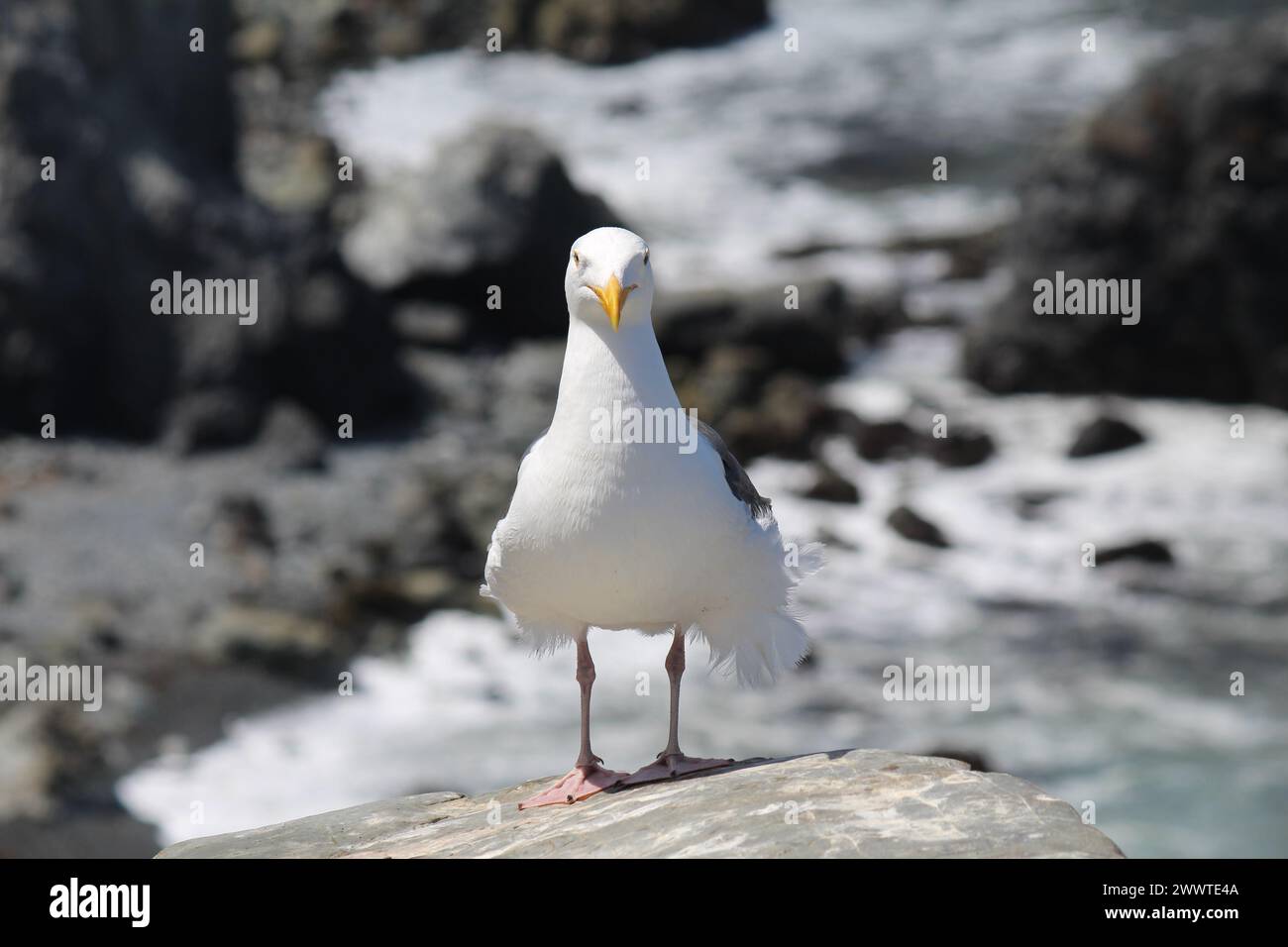 Costa californiana di Seagull Foto Stock