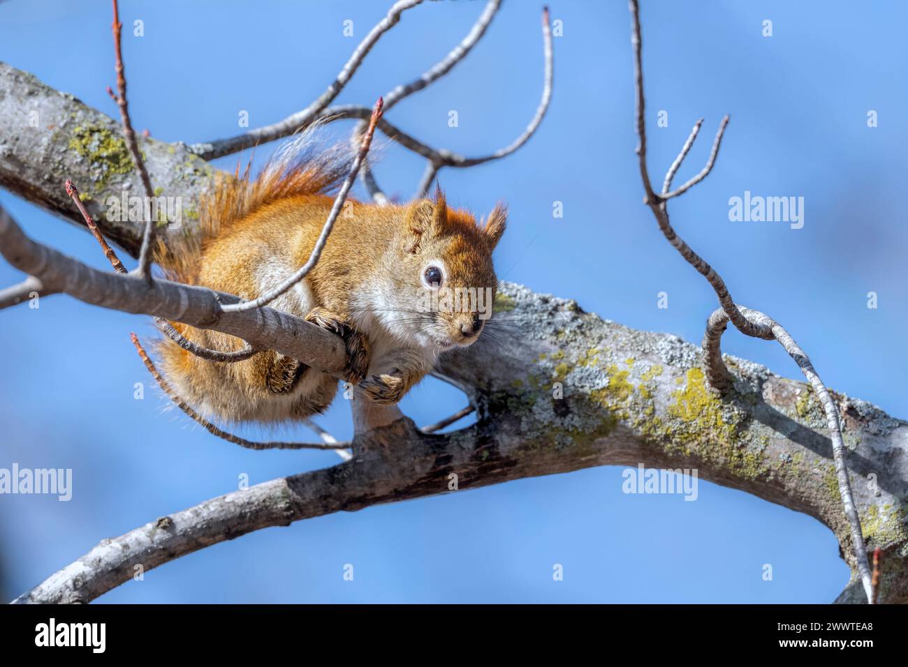 Scoiattolo rosso (sciurus hudsonicus) arroccato sull'albero, mangiare, Nord America orientale, Inverno, di Dominique Braud/Dembinsky Photo Assoc Foto Stock