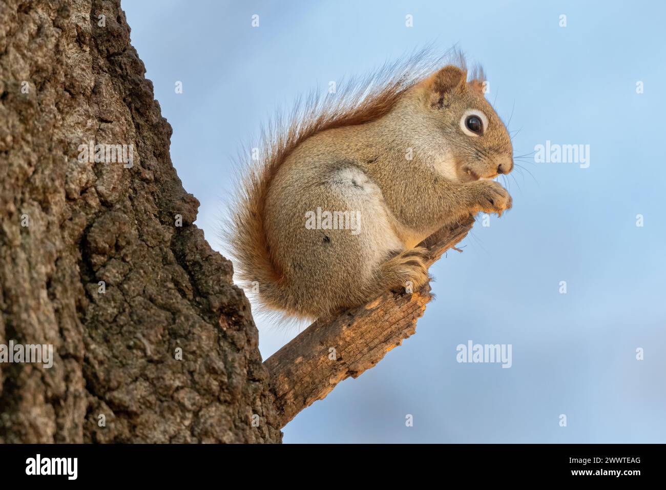 Scoiattolo rosso (sciurus hudsonicus) arroccato sull'albero, mangiare, Nord America orientale, Inverno, di Dominique Braud/Dembinsky Photo Assoc Foto Stock