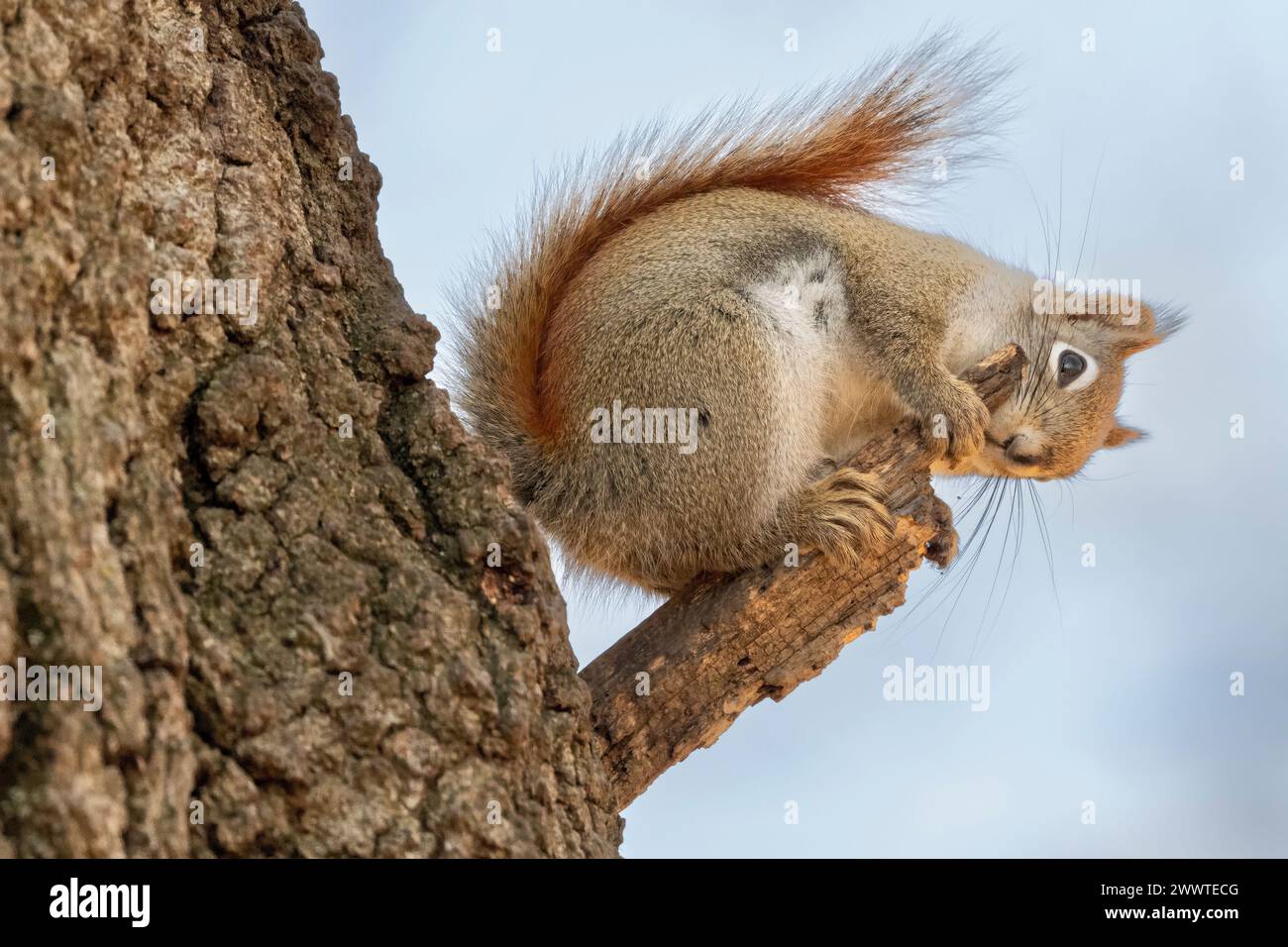 Scoiattolo rosso (sciurus hudsonicus) arroccato sull'albero, mangiare, Nord America orientale, Inverno, di Dominique Braud/Dembinsky Photo Assoc Foto Stock