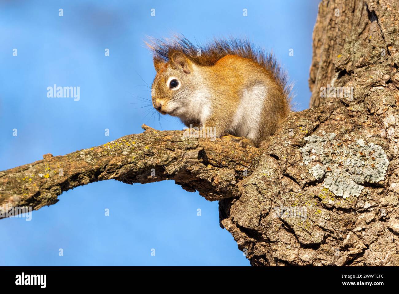 Scoiattolo rosso (sciurus hudsonicus) arroccato sull'albero, mangiare, Nord America orientale, Inverno, di Dominique Braud/Dembinsky Photo Assoc Foto Stock