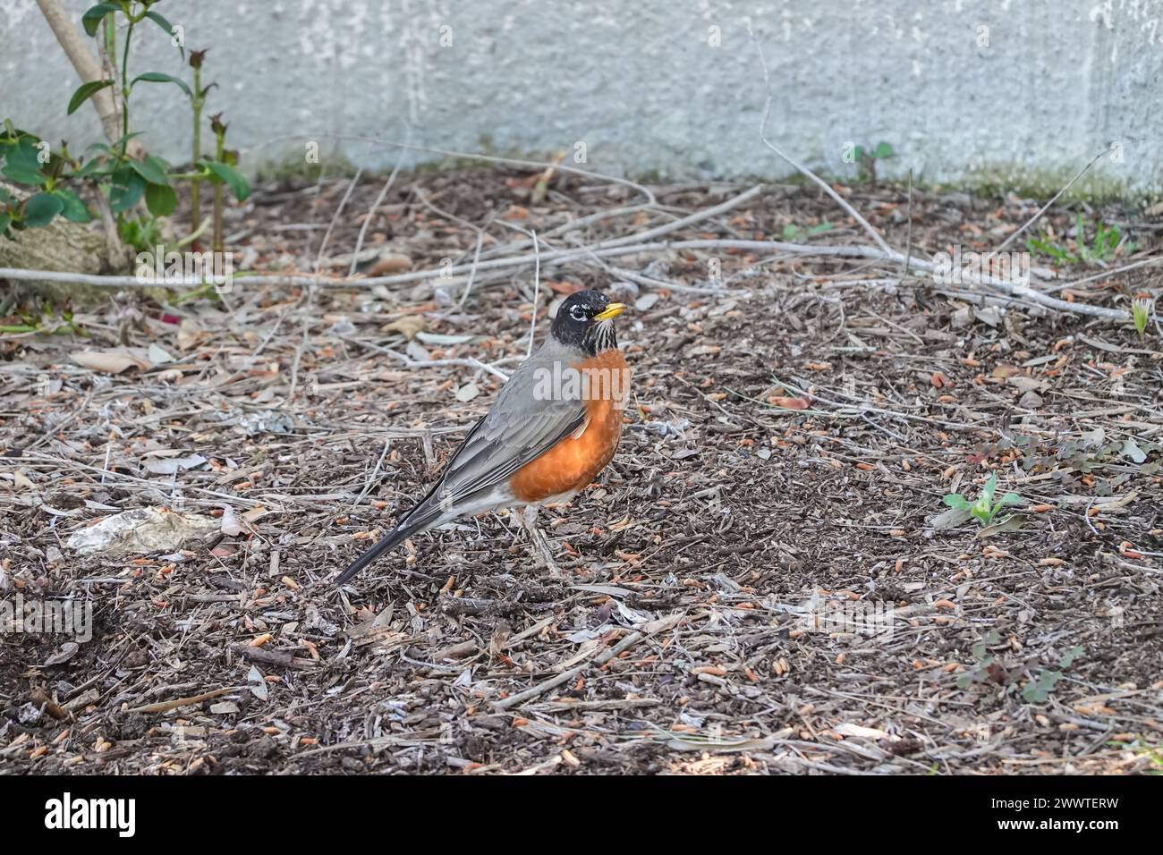 Americano Robin turdus migratorius sul terreno, California Foto Stock