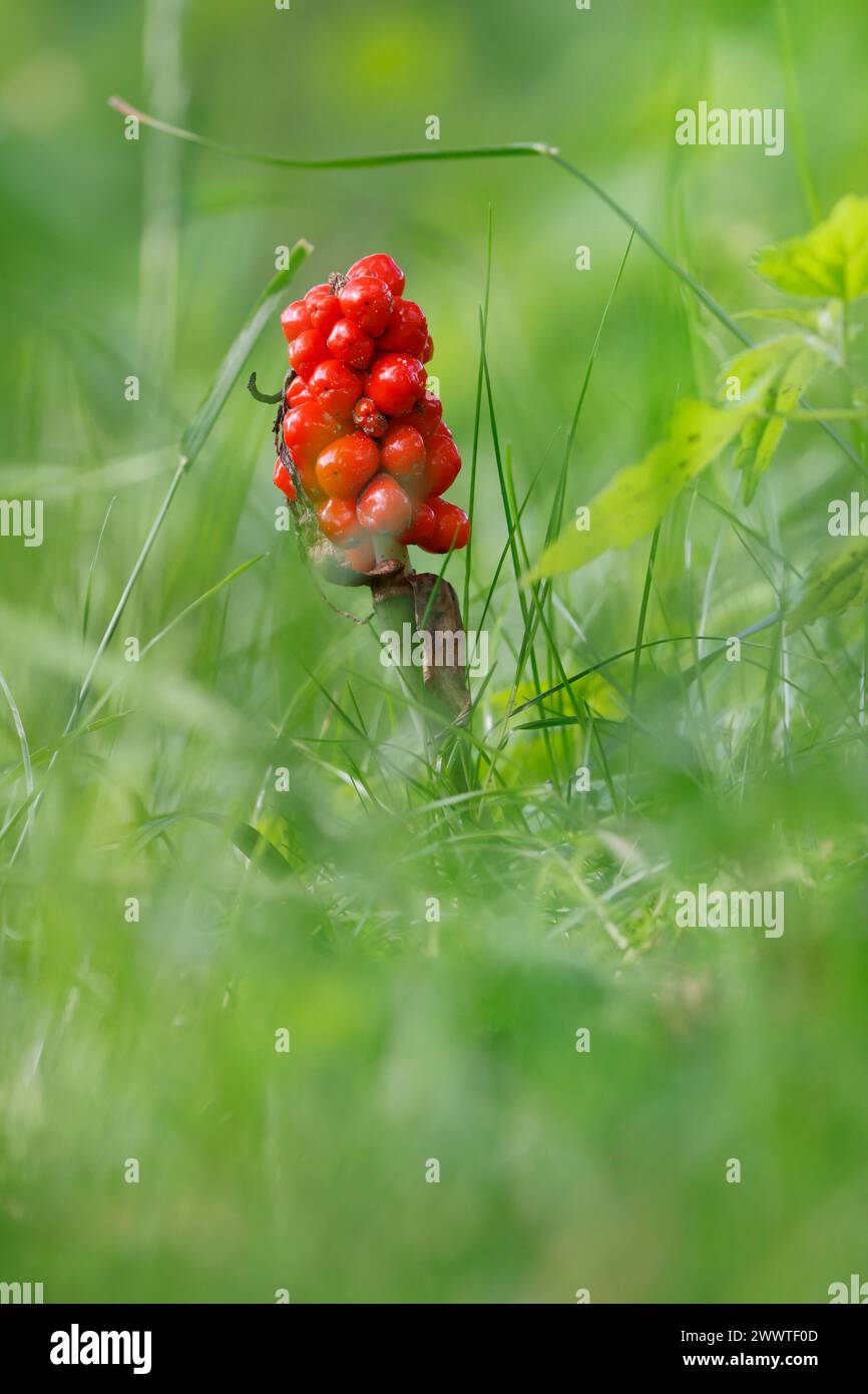 lord-and-Ladies, portland Arrowroot, cuckoopint (Arum maculatum), che fruttano in un prato, Germania Foto Stock