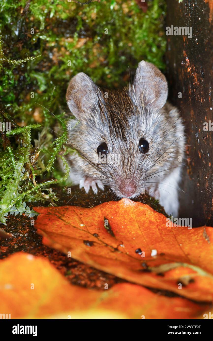 house mouse (Mus musculus), lookíng fuori dal nascondiglio, Germania Foto Stock